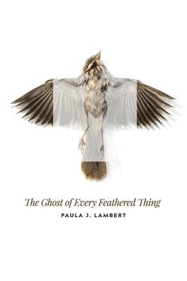 Paula J Lambert, Julie Kim Shavin - Ghost of Every Feathered Thing, Häftad