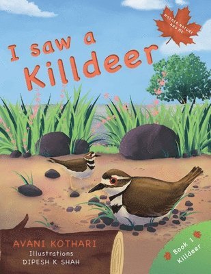 I saw a Killdeer 1