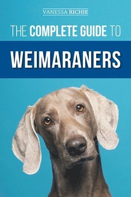 Complete Guide to Weimaraners