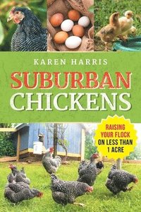bokomslag Suburban Chickens