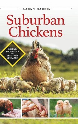 bokomslag Suburban Chickens