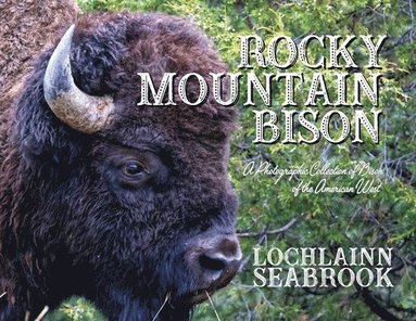 bokomslag Rocky Mountain Bison