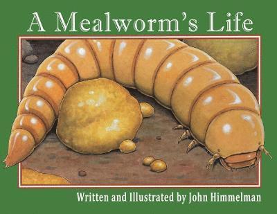 A Mealworm's Life 1