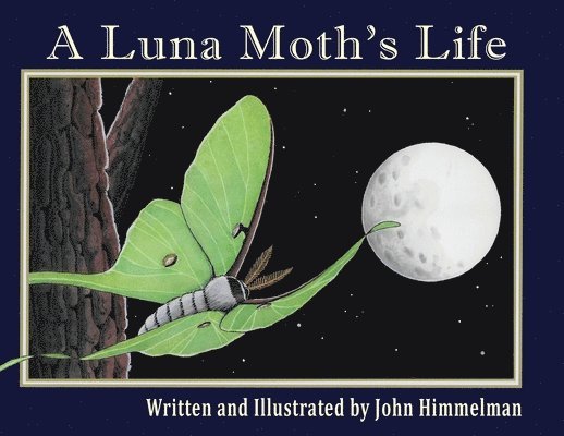 A Luna Moth's Life 1