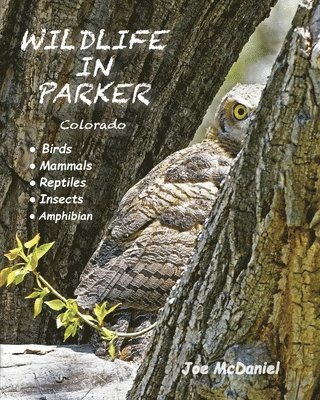 Wildlife In Parker: Colorado 1