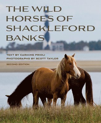 Wild Horses of Shackleford Banks 1