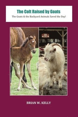 Colt Raised by Goats