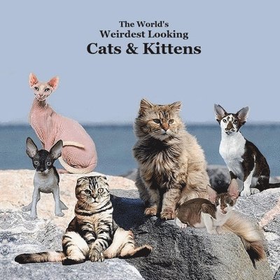 World's Weirdest Looking Cats and Kittens Kids Book 1