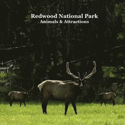 Redwood National Park Animals and Attractions Kids Book 1