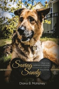 bokomslag Saving Sandy