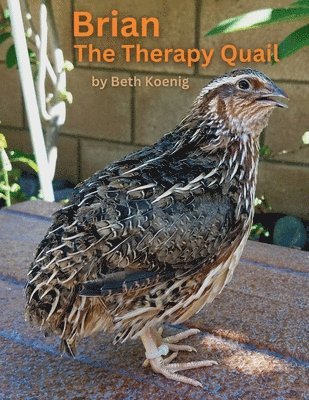 Brian The Therapy Quail 1