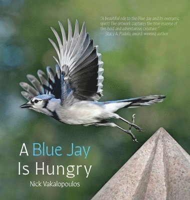 A Blue Jay is Hungry 1