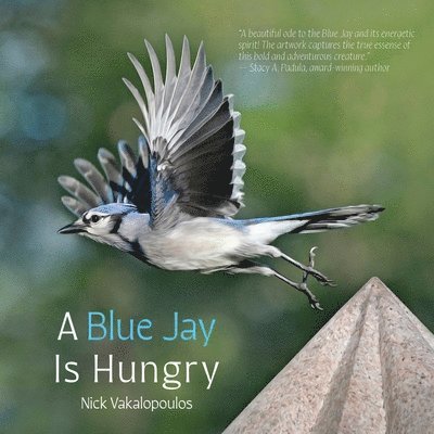 A Blue Jay is Hungry 1