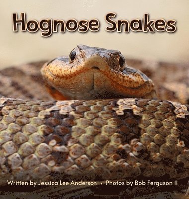 bokomslag Hognose Snakes