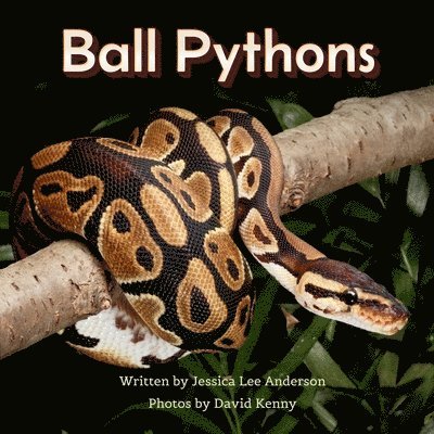 Ball Pythons 1