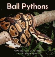bokomslag Ball Pythons