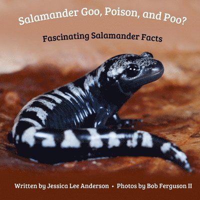 Salamander Goo, Poison, and Poo? Fascinating Salamander Facts