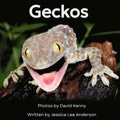 Geckos