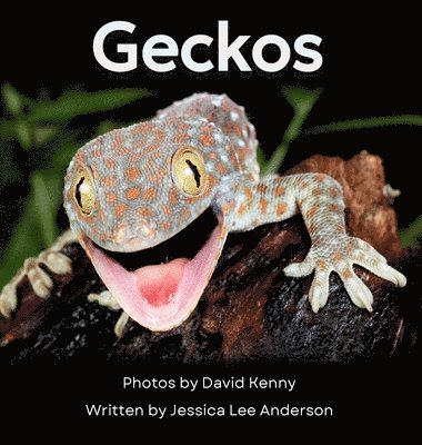 Geckos