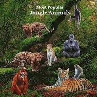 bokomslag Most Popular Jungle Animals Kids Book