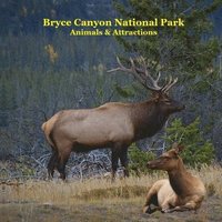 bokomslag Bryce Canyon National Park Animals Attractions Kids Book