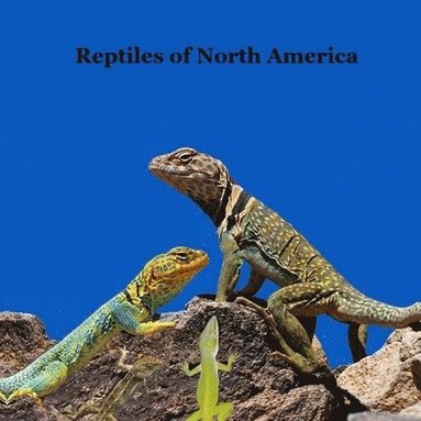 bokomslag Reptiles of North America Kids Book