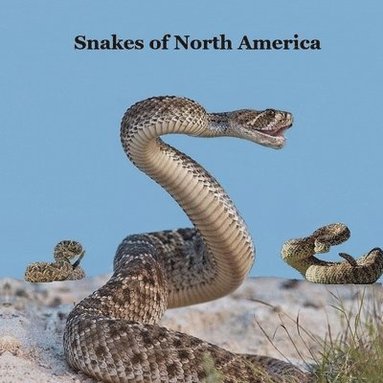 bokomslag Snakes of North America Kids Book