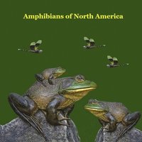 bokomslag Amphibians of North America Kids Book: Great Children's Amphibians Book about Frogs, Toads, Salamanders, of North America