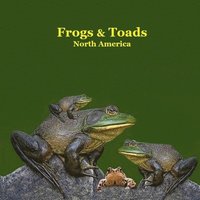 bokomslag Frogs and Toads of North America Kids Book