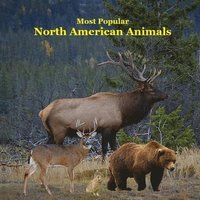 bokomslag Most Popular North American Animals Kids Book