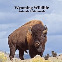 bokomslag Wyoming Animals and Mammals Wildlife Book: Great Wyoming Animals book with Lifelike Images and Fun Facts