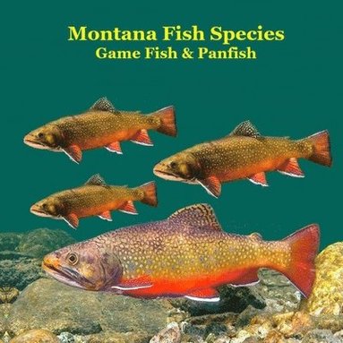 bokomslag Montana Game Fish and Panfish Species Kids Book