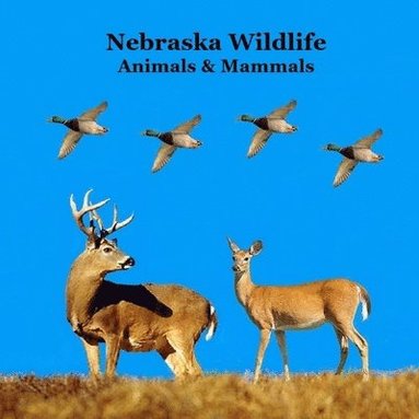 bokomslag Nebraska Animals and Mammals Kids Wildlife Book