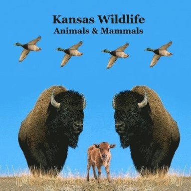 bokomslag Kansas Animals and Mammals Kids Wildlife Book