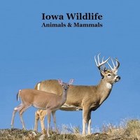 bokomslag Iowa Animals and Mammals Kids Wildlife Book