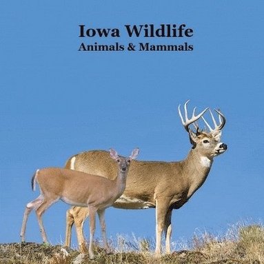 bokomslag Iowa Animals and Mammals Kids Wildlife Book
