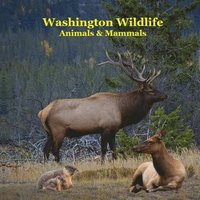 bokomslag Washington State Animals and Mammals Kids Wildlife Book