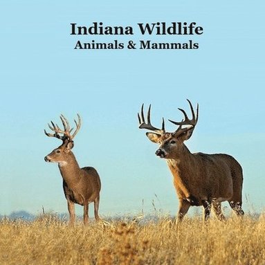 bokomslag Indiana Animals and Mammals Kids Wildlife Book: Excellent Wildlife Book about Animals and Mammals in Indiana