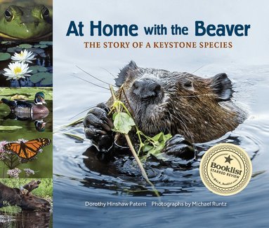 Dorothy Hinshaw Patent - At Home with the Beaver, Häftad