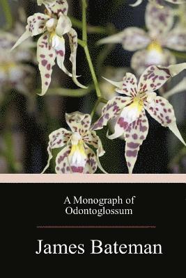 bokomslag A Monograph of Odontoglossum