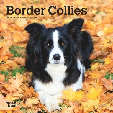 bokomslag Border Collies 2024 Mini 7x7