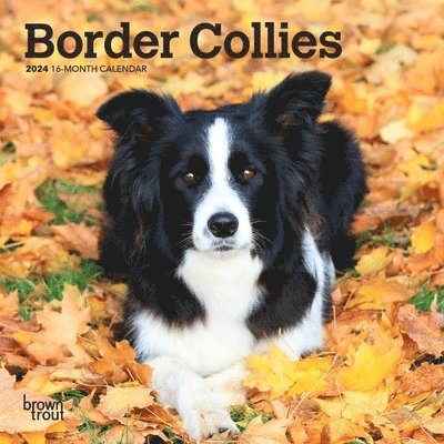 Border Collies 2024 Mini 7x7 1