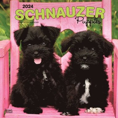 bokomslag Schnauzer Puppies 2024 Square