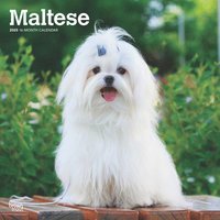 bokomslag Maltese 2025 Square Wrap