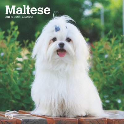 Maltese 2025 Square Wrap 1