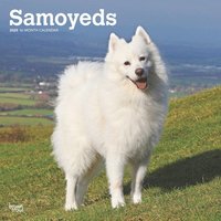 bokomslag Samoyeds 2025 Square Wrap