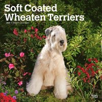 bokomslag Wheaten Terriers Soft Coated 2025 Square