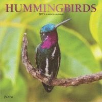 bokomslag Hummingbirds 2025 Square Plato Foil