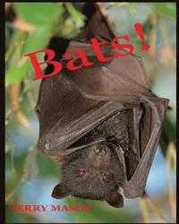 bokomslag Bats: Learn About These Strange and Wonderful Creatures of the Night