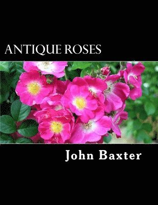John Baxter - Antique Roses, Häftad